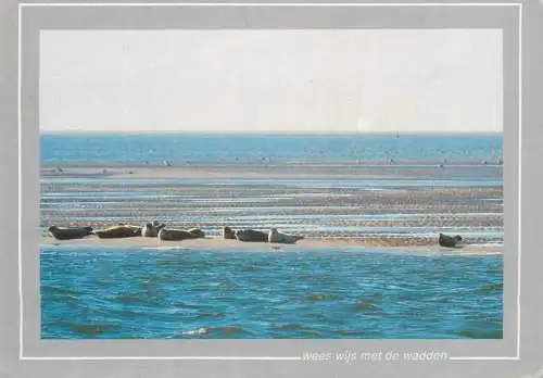 Postcard Netherlands seals on shore 1989