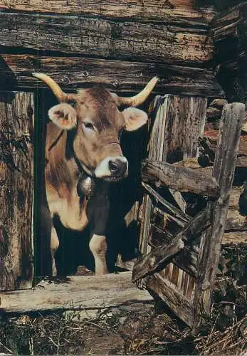 Switzerland postcard Grueziwohl Bonjour cow scene 1972