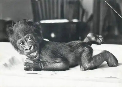 Switzerland postcard Bael zoologischer garten Goma Basler Gorillakind 1961