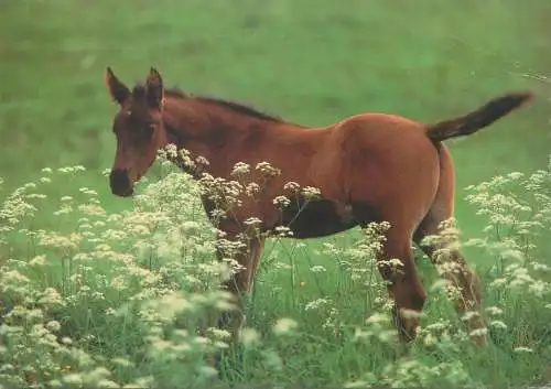 Belgium postcard greetings card animals horse 1988