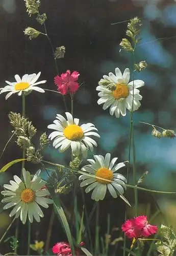 France postcard wild flower fleurs de champs
