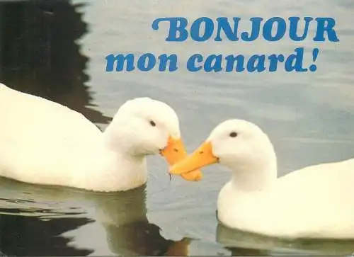 France postcard animaux humoristiques 1983 ducks in pond