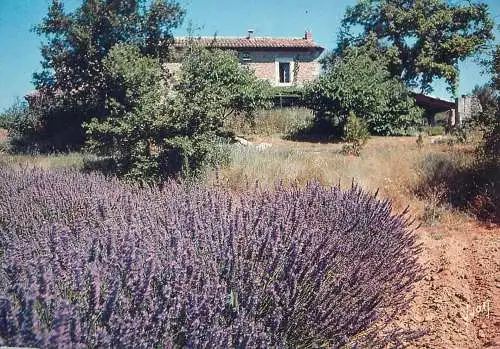 France postcard Provence lavander field 1990