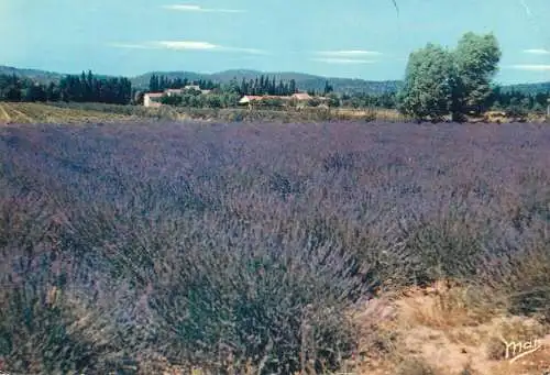 France postcard champ de lavande 1957