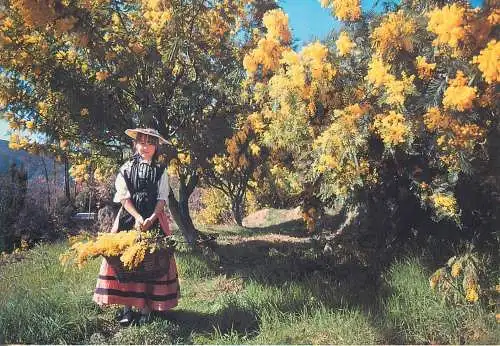 France postcard Cuillette du Mimosa 1994 traditional costume Vidauban