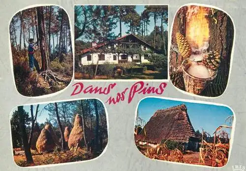 France postcard a travers les landes dans nos pins 1969