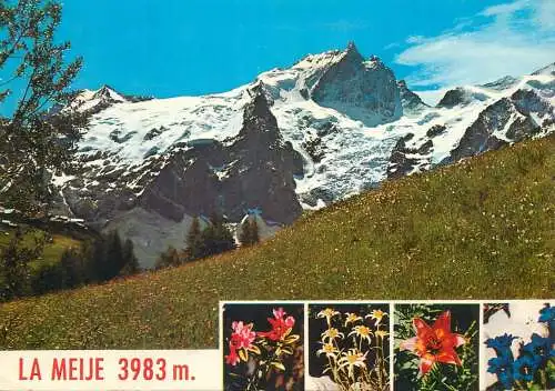 France postcard la Meije mountain scene mountain flowers 1987 fleurs alpestres