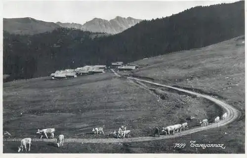 Switzerland postcard Caveyannaz cows on mountain side 1949