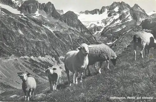 Switzerland postcard Sustenpass sheeps on mountain side