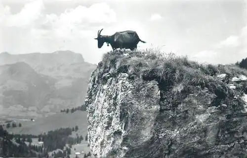 Switzerland postcard En Gruyere black goat on mountain peak 1962