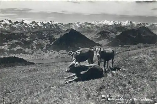 Switzerland postcard Blick vom Rigi auf Unterwaldner Berneralpen cows 1955