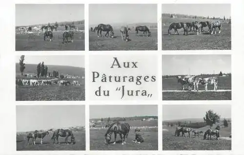 Switzerland Aux paturages du Jura multi view 1946