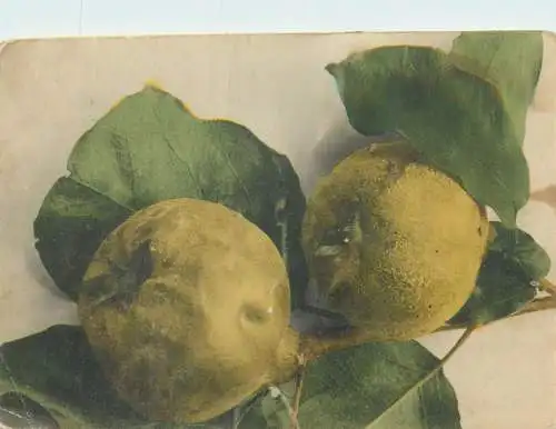 Post card fruits pears detail view