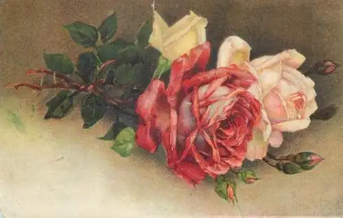 Postcard roses