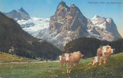 Rosenlaui Glacier scenic landscape with cows  vintage postcard Switzerland