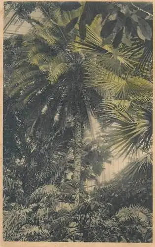 Phoenix palm tree botanical garden Munich vintage postcard