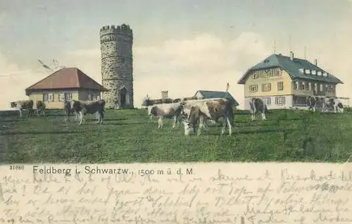 Feldberg cows vaches 1904 postcard