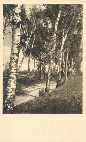 Scenic with trees postcard