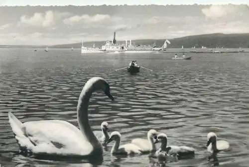 Ein Ammersee Idyll Obberbayern im Hintergrund die Ausburg steamer ship lake swans cignes