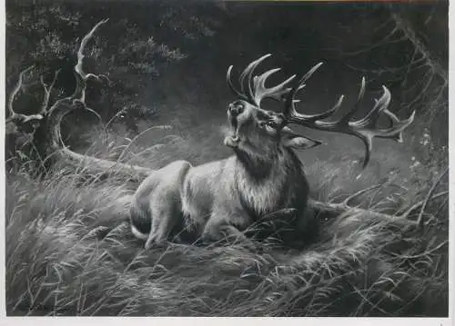 extra size photo 12 x 17 cm fine art stag cerf foto Gunther Fischer Hannover