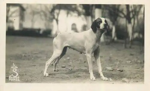 Dog vintage photo postcard Szabo