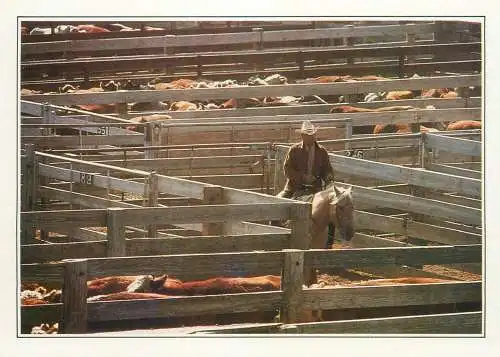 Postcard USA Amarillo TX cattle in the corral cowboy farmer riding