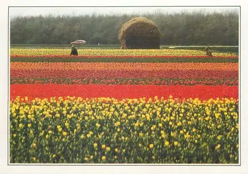 Postcard Netherlands tulip field