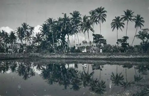Indonesia coconut trees rice field and cows typically mural balinese scenery real photo postcard