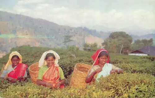 Ceylon tea pluckers
