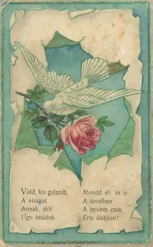 Hungary greetings postcard white dove with rose