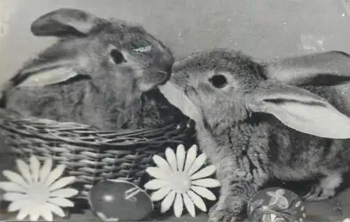 Easter rabbits photo
