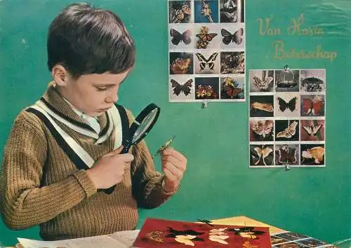 Postcard young boy butterfly passionate collector