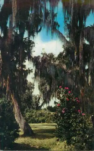 Live Oaks and Camellias United States scenic postcard