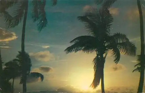 Beautiful Palms silhouetted against a Florida Sunrise