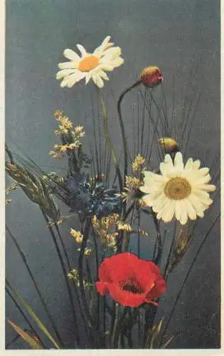 Flowers daisy & poppy greetings postcard