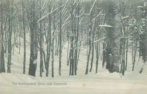 vintage Postcard Denmark Saebygaard Forest winter scenery