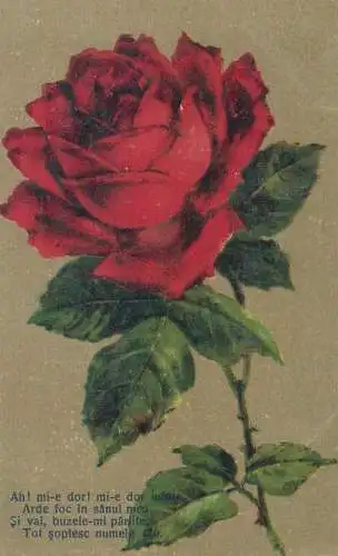 Red rose Romania love poem greetings postcard