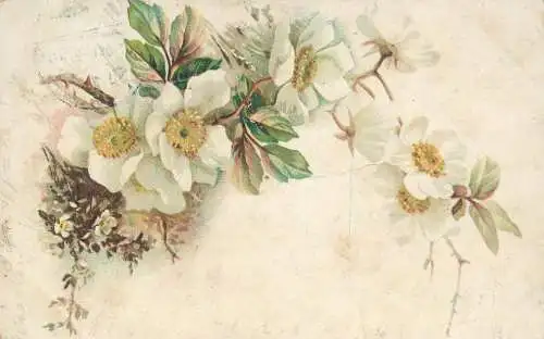 Blossoms flowers chromo litho 1907
