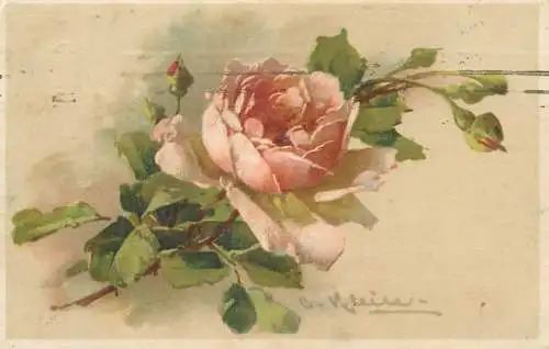 C. Klein rose