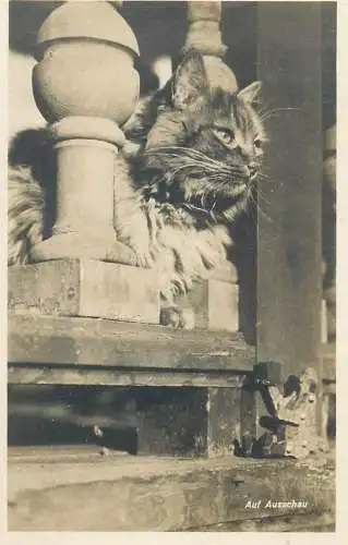 Cat real photo postcard - Auf Ausschau katze 1929 Switzerland