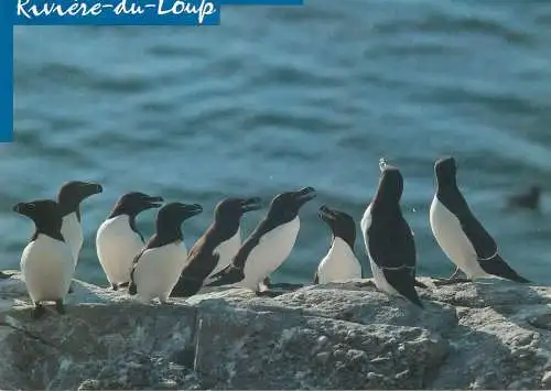 Postcard Canada Riviere du Loup le petits pingouins