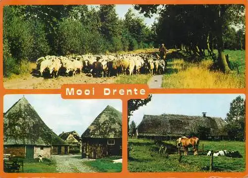 Postcard Netherlands beautiful Drenthe rural life several scenes farm animals