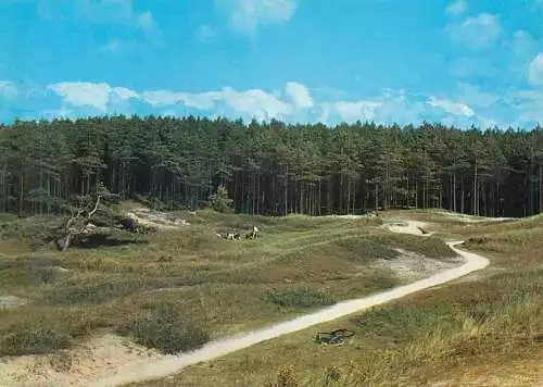 Postcard Netherlands Terschelling dirt road forest scenery