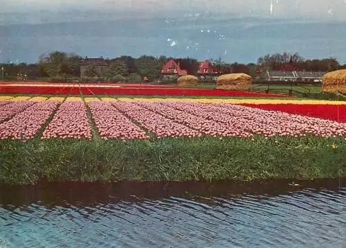 Postcard Netherlands Lisse-Holland Keukenhof tulips