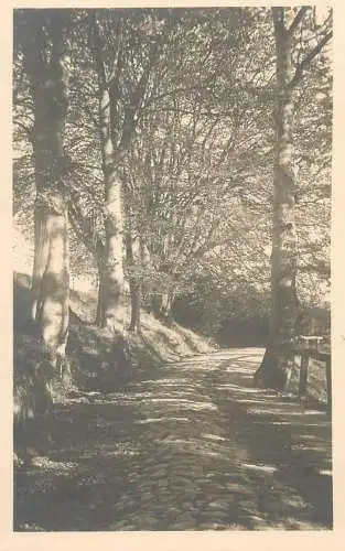 waldweg bei altendorfer Mühle
