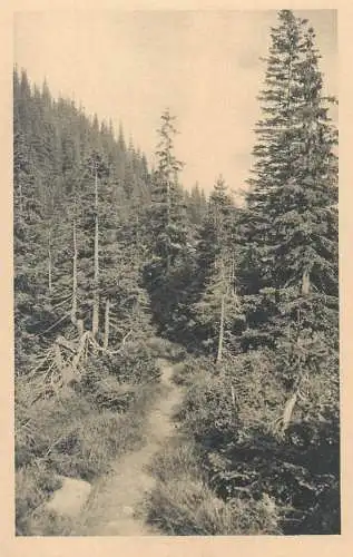 Schwarze Schneegrube