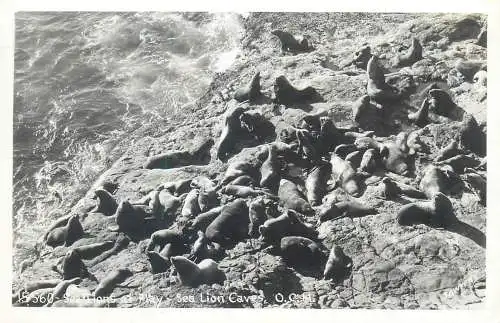 Sea lions at play Sea Lion Caves United States 1953 postcard