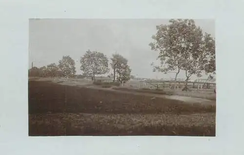 Real photo postcard place to identify trees