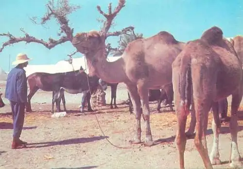 Djerba camel market Tunisia
