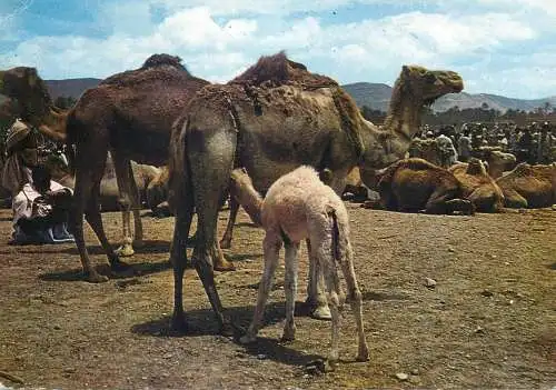 Goulimine camel market Morocco